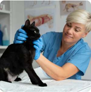 Dr. Horváth Daniella