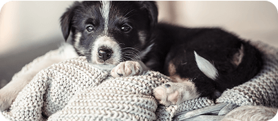 kutya takarón fekve